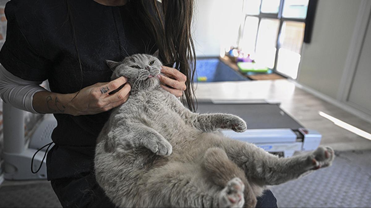 Obez kedileriniz iin umut; Yeni kilo kayb ilac klinik testlere balad