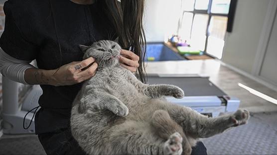 Obez kedileriniz için umut; Yeni kilo kaybı ilacı klinik testlere başladı