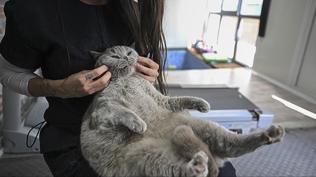 Obez kedileriniz için umut; Yeni kilo kaybı ilacı klinik testlere başladı