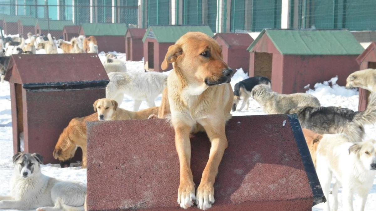 Sahiplendi, sonra sokaa att! Rekor ceza rnek oldu