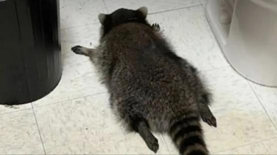 'Sarhoş rakun'un vukuatları ortaya çıktı