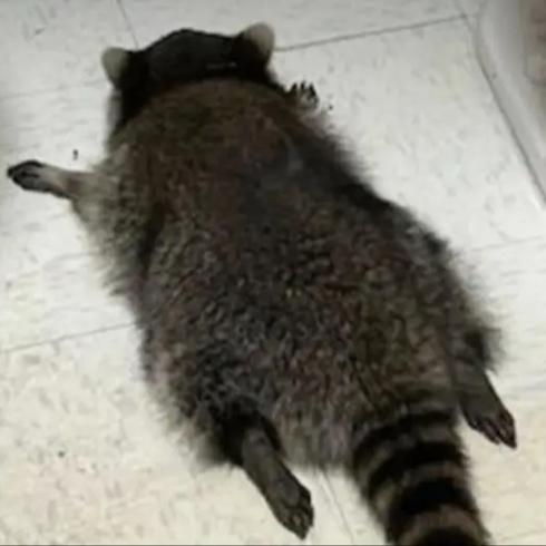 'Sarho� rakun'un vukuatlar� ortaya ��kt�