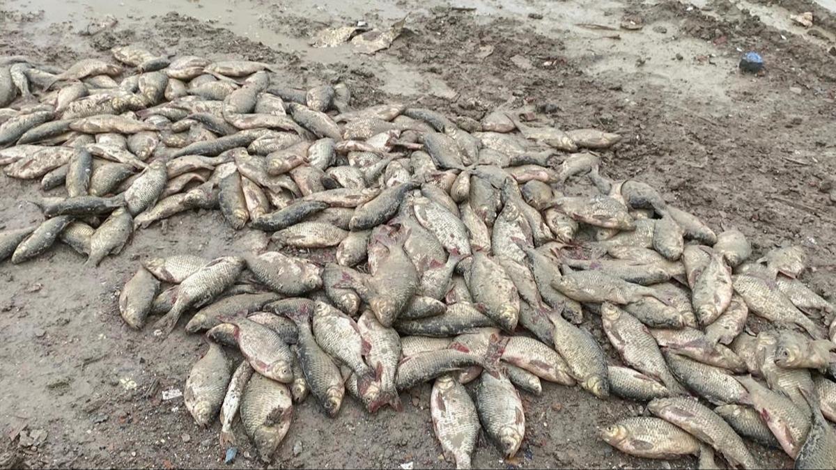 Balıklar çamurda can verdi