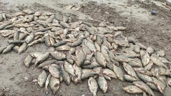 Balıklar çamurda can verdi