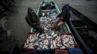 Balıkçılıkta zirve Türkiye'nin! Avrupa'ya örnek olduk