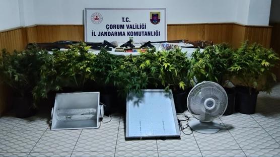 orum'da uyuturucu bitkisi operasyonu: 4 kii gzaltna alnd