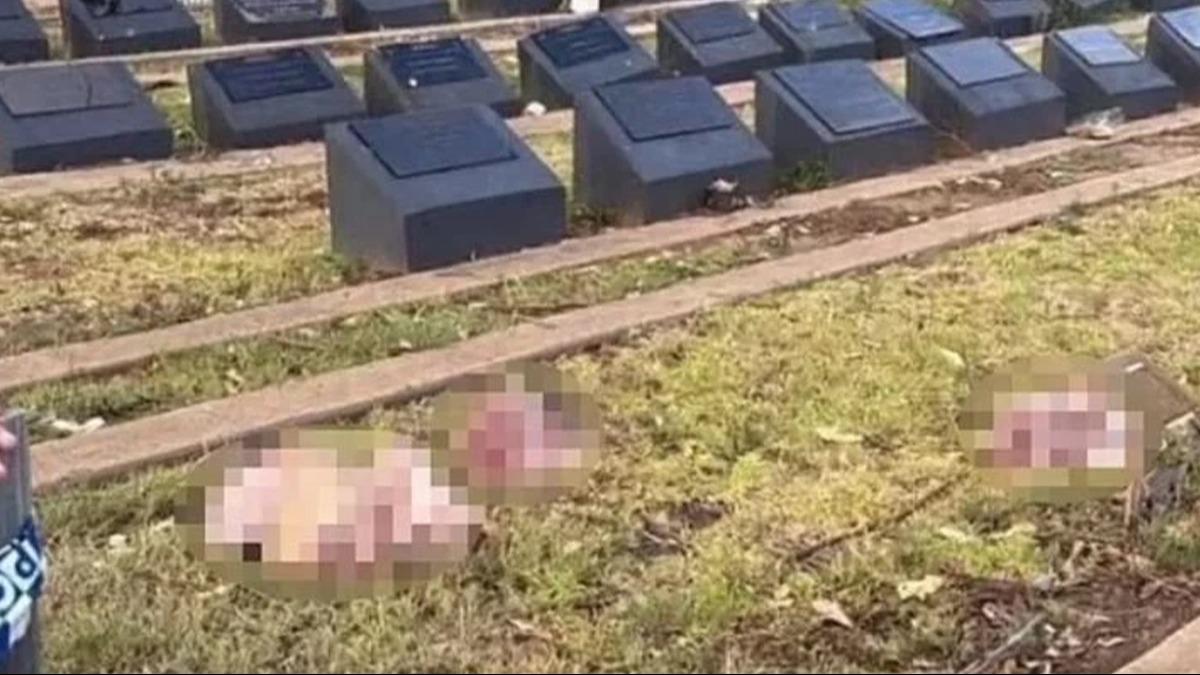 Kanl saldr sonras provokasyon! Mslman mezarlna domuz kafas braktlar