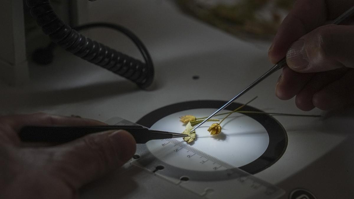 �ameli ve Fethiye aras�nda yeni bir bitki t�r� ke�fedildi! Ke�if, Phytotaxa'da yay�mland�