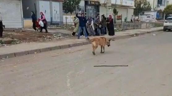 Diyarbakır'da başıboş köpek dehşeti