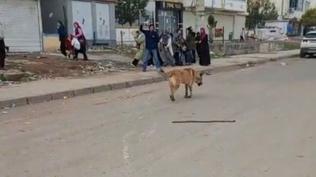 Diyarbakır'da başıboş köpek dehşeti