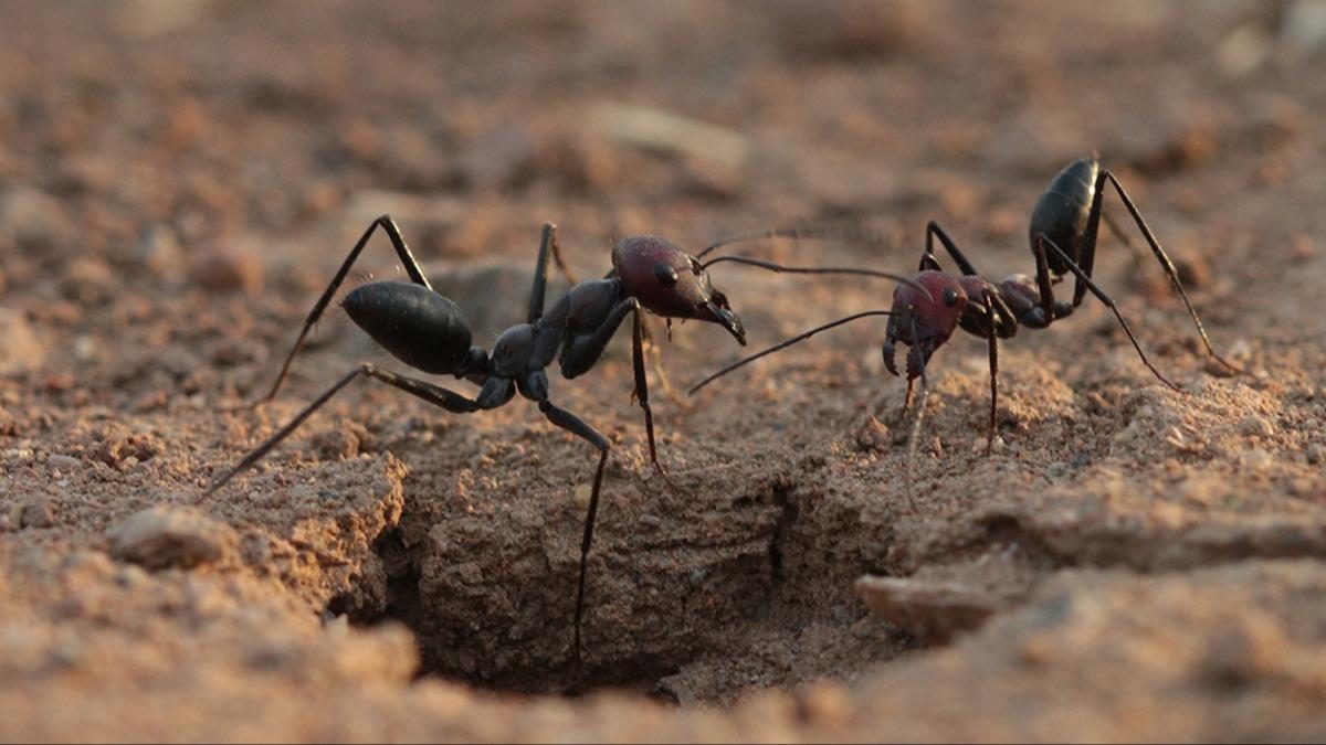 Doğanın en tuhaf üreme yöntemi: Kraliçe karıncalar