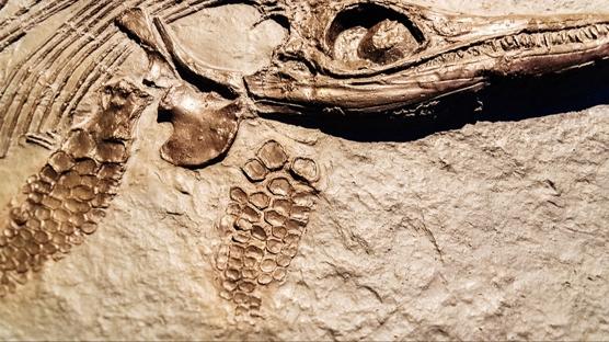 Fırtınada ölen pterosaur yavruları 150 milyon yıllık gizemi çözdü