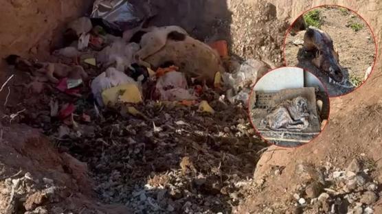 Aç bırakılan köpekler birbirini yedi