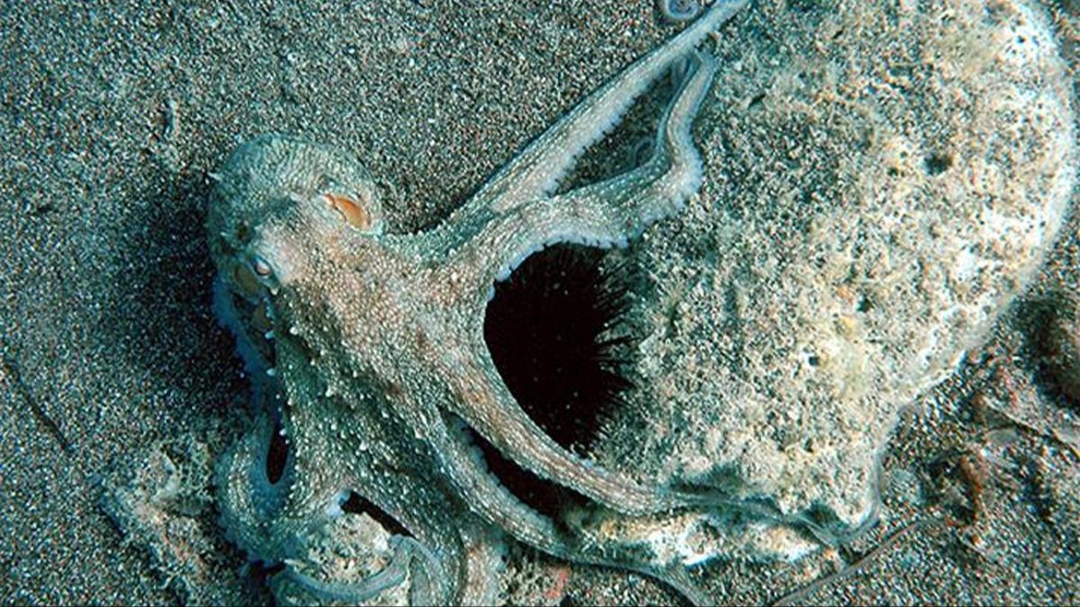 Ahtapotlar bizim gibi mi düşünüyor? Araştırmalar şaşırttı