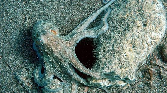 Ahtapotlar bizim gibi mi düşünüyor? Araştırmalar şaşırttı