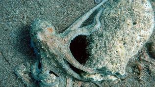 Ahtapotlar bizim gibi mi düşünüyor? Araştırmalar şaşırttı