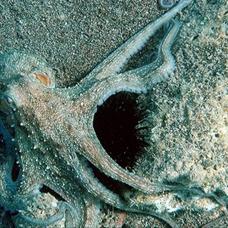 Ahtapotlar bizim gibi mi d���n�yor? Ara�t�rmalar �a��rtt�