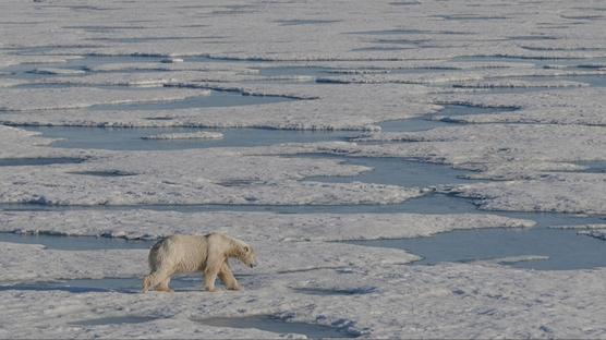 Kutup b�lgesi kay�tlardaki en s�cak y�l�n� ya�ad�