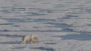 Kutup bölgesi kayıtlardaki en sıcak yılını yaşadı