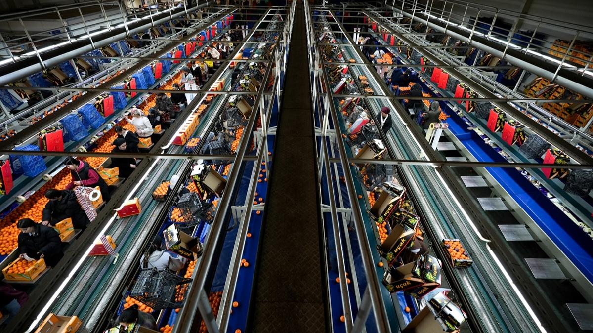 Mandalinada tarihi rekor! �hracat 615 milyon dolara dayand�