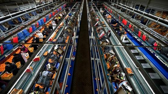 Mandalinada tarihi rekor! �hracat 615 milyon dolara dayand�