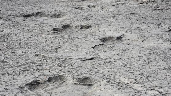 Milyonlarca y�l �ncesine dayan�yor