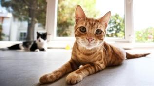 Kedinizle aranızdaki bağı güçlendiren şaşırtıcı hormon ortaya çıktı