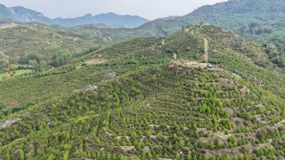 Yanan alanlar�n hepsi yeniden ye�eriyor! Karacabey: Tek bir metrekare bile ba�ka ama�la kullan�lmad�