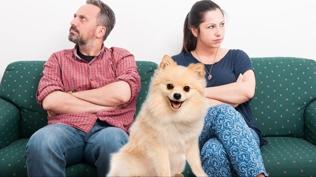 Mahkemeden köpek 'Poni' kararı