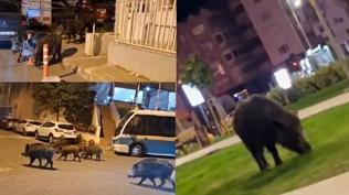 �zmir'de vah�i do�a �ehir merkezine ta��nd�