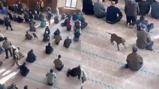 Başıboş pitbull camiye girdi