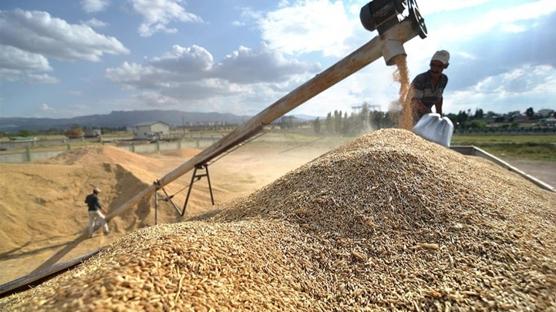 Güneydoğu hububatta vites yükseltti: İhracat 3,2 milyar doları gördü