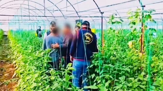 7 y�l sonra sakland��� serada yakaland�