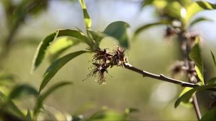 �demeler bug�n yap�lacak! �reticilere 221 milyon 150 bin lira zirai don deste�i