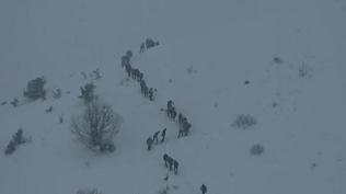 Artvin'de çığ faciası! Aramalar yeniden başladı