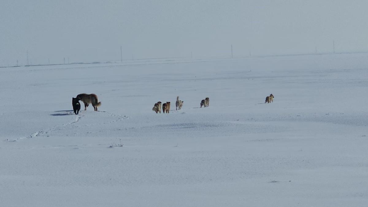 Ba��bo� sokak k�pekleri korku sa��yor: Aileler �ocuklar�n� okula g�nderemiyor