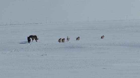 Başıboş sokak köpekleri korku saçıyor: Aileler çocuklarını okula gönderemiyor