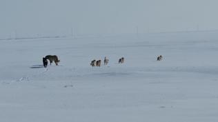Başıboş sokak köpekleri korku saçıyor: Aileler çocuklarını okula gönderemiyor