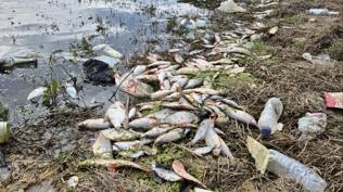 İstanbul'un göbeğinde yosun patlaması: Ölü balıklar kıyıya vurdu