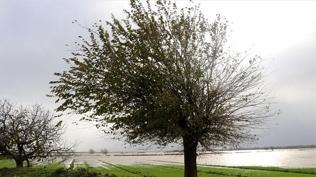 Yo�un ya���lar �lkenin y�z�n� g�ld�rd�... 7 y�l s�ren kurakl�k bitti