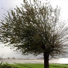 Yo�un ya���lar �lkenin y�z�n� g�ld�rd�... 7 y�l s�ren kurakl�k bitti