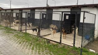 Ordu B�y�k�ehir Belediyesince hayvan bak�mevindeki k�pek �l�m�yle ilgili soru�turma ba�lat�ld�