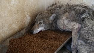 Bing�l'de �ehre inen kurt lastik�i d�kkan�na girdi