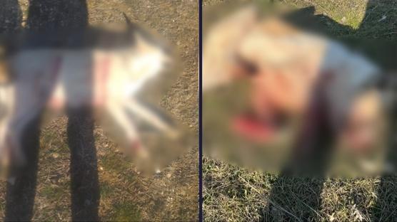 Burdur'da deh�et: Valilik'ten silahla katledilen k�pekler i�in a��klama