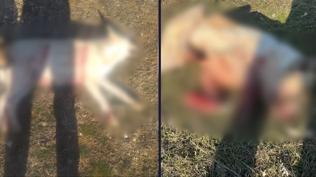 Burdur'da deh�et: Valilik'ten silahla katledilen k�pekler i�in a��klama