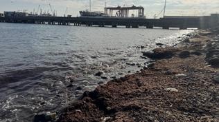 Tekirda�'da lodos: Sahil boyu k�rm�z� yosun kaplad�