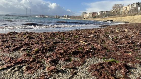 Tekirda�'da lodos: Sahil boyu k�rm�z� yosun kaplad�