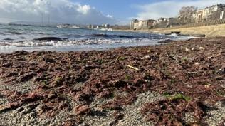 Tekirda�'da lodos: Sahil boyu k�rm�z� yosun kaplad�