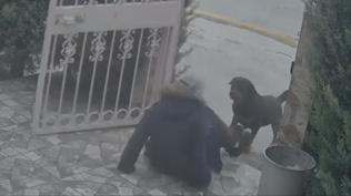 Ba�kentte sahipsiz k�pek facias�: Kom�unun yard�m�yla kurtuldu