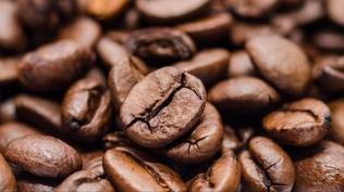 O lezzetli kahve fillerin ba��rsa��nda m� yeti�iyor?